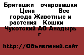 Бриташки - очаровашки.  › Цена ­ 3 000 - Все города Животные и растения » Кошки   . Чукотский АО,Анадырь г.